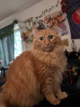 Leo -  Domestic Long Hair and Domestic Short Hair Cat for Adoption in Bellevue, Washington - Leo | PetCurious
