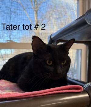 Domestic Short Hair Cats Available for Adoption - Tater Tot #2 | PetCurious