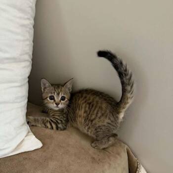 Acorn -  Domestic Short Hair Cat for Adoption in Martinsville, Indiana - Acorn | PetCurious
