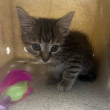 Dexy -  Domestic Short Hair Cat for Adoption in Philadelphia, Pennsylvania - Dexy | PetCurious