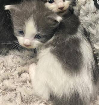 Domestic Medium Hair Cats Available for Adoption in Palmetto, Florida - TANK | PetCurious