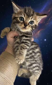 Rescue Domestic Short Hair and Tabby Cats for Adoption in Greensboro, North Carolina - Grogu | PetCurious