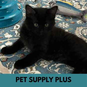 Mist -  Domestic Medium Hair Cat for Adoption in Lakewood, Colorado - Mist | PetCurious
