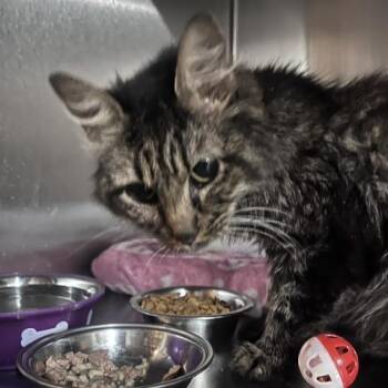Coraline -  Domestic Medium Hair Cat for Adoption in St. Louis, Missouri - Coraline | PetCurious