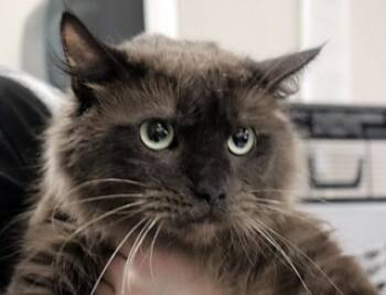 Rescue Siamese Cats for Adoption in Wildomar, California - Hot Chocolate | PetCurious