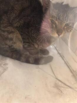 Domestic Short Hair Cats Available for Adoption in Ontario, California - HANK | PetCurious