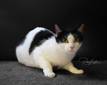 Ellie -  Domestic Short Hair Cat for Adoption in Belton, Missouri - Ellie | PetCurious
