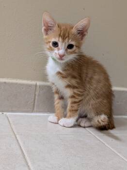 Biff -  Domestic Short Hair Cat for Adoption in Walla Walla, Washington - Biff | PetCurious