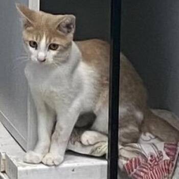 Rowen -  Domestic Short Hair Cat for Adoption in Columbus, Georgia - Rowen | PetCurious