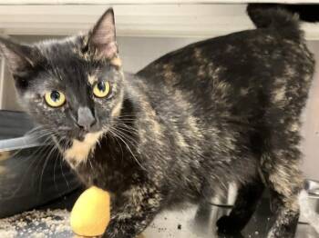 Rescue Domestic Short Hair Cats for Adoption in Tustin, California - HANNA | PetCurious