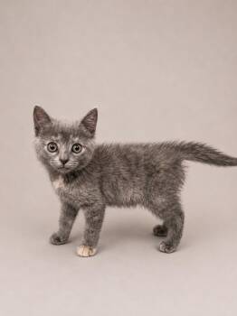 Opal -  Domestic Short Hair and Dilute Tortoiseshell Cat for Adoption in Greensboro, North Carolina - Opal | PetCurious