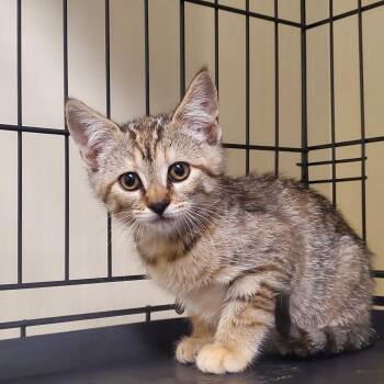 Mirri -  Domestic Short Hair Cat for Adoption - Mirri | PetCurious