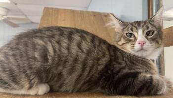 Kitten 27867(Angelica) -  Maine Coon Cat for Adoption in Parlier, California - Kitten 27867(Angelica) | PetCurious