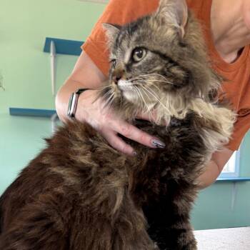 Domestic Long Hair Cats Available for Adoption in West Point, Mississippi - Honey | PetCurious