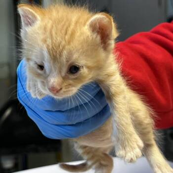 Brianna -  Domestic Short Hair Cat Available for Adoption in Mt. Juliet, Tennessee - Brianna | PetCurious