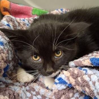 Grimm -  Domestic Short Hair Cat for Adoption in Belmont, New York - Grimm | PetCurious