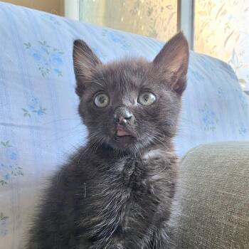 MUSE -  Domestic Short Hair Cat for Adoption in Tustin, California - MUSE | PetCurious