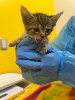 Gidget -  Domestic Short Hair Cat for Adoption in Raleigh, North Carolina - Gidget | PetCurious