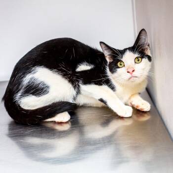 Snare -  Domestic Short Hair Cat for Adoption in Hattiesburg, Mississippi - Snare | PetCurious