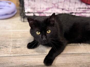 Domestic Short Hair Cats Available for Adoption in Peru, New York - Crookshanks | PetCurious