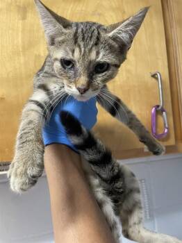 FLORA -  Domestic Short Hair Cat for Adoption in Tallahassee, Florida - FLORA | PetCurious