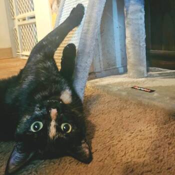 Maya -  Domestic Short Hair Cat for Adoption in Washougal, Washington - Maya | PetCurious