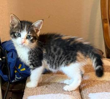 Whitney -  Domestic Short Hair Cat for Adoption in Diamond Springs, California - Whitney | PetCurious