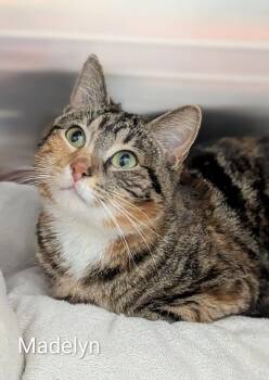 Domestic Short Hair Cats Available for Adoption in Flint, Michigan - Madelyn | PetCurious