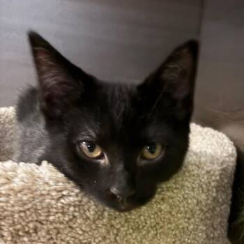 Lyon -  Domestic Short Hair Cat for Adoption in Buffalo, New York - Lyon | PetCurious