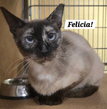 Siamese and Calico Cats Available for Adoption in San Antonio, Texas - Felicia | PetCurious
