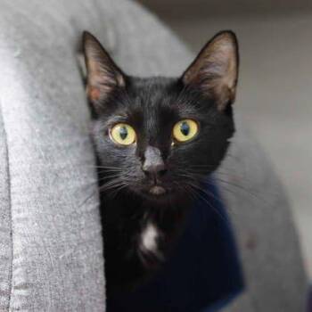 Queen -  Domestic Short Hair Cat for Adoption in Atlanta, Georgia - Queen | PetCurious