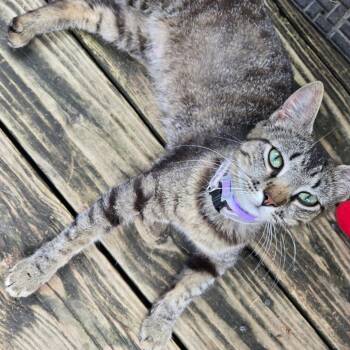 Domestic Short Hair Cats Available for Adoption in Marshall, Texas - Precious | PetCurious