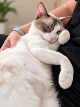Anarietta -  Siamese and Snowshoe Cat for Adoption in Mission Viejo, California - Anarietta | PetCurious