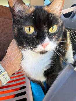 Rescue Domestic Short Hair Cats for Adoption in Cromwell, Kentucky - Snacky | PetCurious