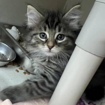 Fezzik -  Domestic Short Hair Cat for Adoption in Mentor, Ohio - Fezzik | PetCurious