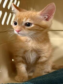 A229231 -  Domestic Short Hair Cat for Adoption in Woodland, California - A229231 | PetCurious