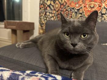 Rescue Domestic Short Hair Cats for Adoption in Paw Paw, Michigan - Minerva | PetCurious