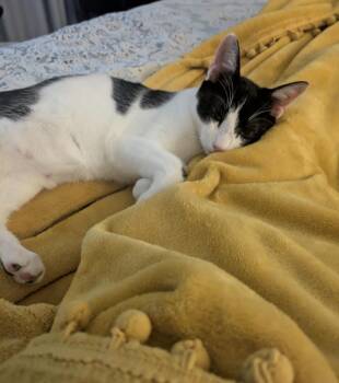 Lunchables -  Domestic Short Hair Cat for Adoption in Austin, Texas - Lunchables | PetCurious
