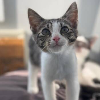 Legend -  Domestic Short Hair Cat for Adoption in Ridgely, Maryland - Legend | PetCurious
