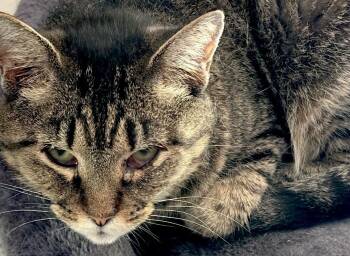 Rescue Domestic Short Hair Cats for Adoption in Trenton, New Jersey - Lady Jane | PetCurious