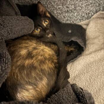 Turtle -  Domestic Short Hair Cat for Adoption in League City, Texas - Turtle | PetCurious