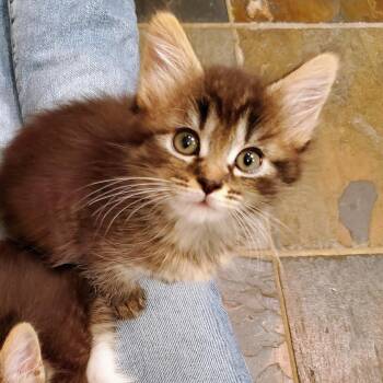Domestic Short Hair Cats Available for Adoption - Glory | PetCurious