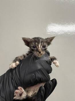 PLUTO -  Domestic Short Hair Cat for Adoption in Ontario, California - PLUTO | PetCurious