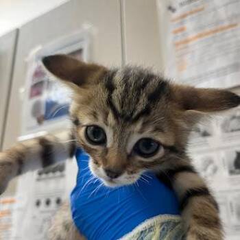 CHERRY PIE -  Domestic Short Hair Cat for Adoption in Las Vegas, Nevada - CHERRY PIE | PetCurious