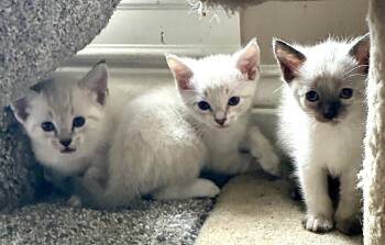 Frosty & Breezy -  Tabby Cat Available for Adoption in Maryville, Tennessee - Frosty & Breezy | PetCurious