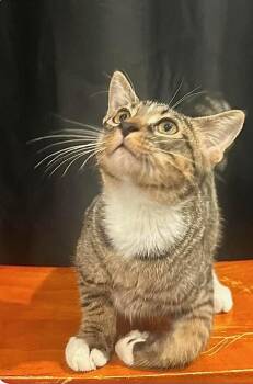 Pesto -  Domestic Short Hair Cat for Adoption in Little Rock, Arkansas - Pesto | PetCurious