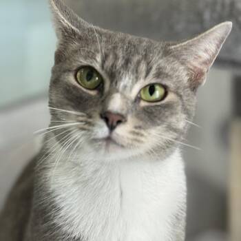 Domestic Short Hair Cats Available for Adoption - Skipper | PetCurious