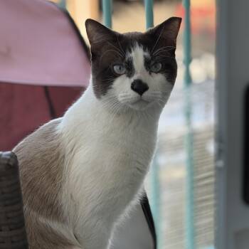 American Shorthair and Snowshoe Cats Available for Adoption - Charming, Blue-Eyed Coquito | PetCurious