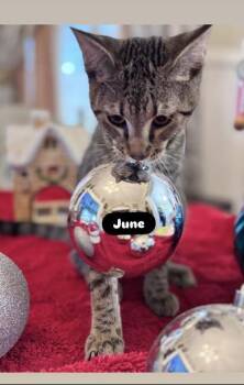 Rescue Domestic Short Hair and Tabby Cats for Adoption in Liverpool, Texas - June | PetCurious