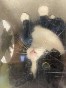BARN CAN JAKOKU -  Domestic Medium Hair Cat for Adoption in Kent, Washington - BARN CAN JAKOKU | PetCurious